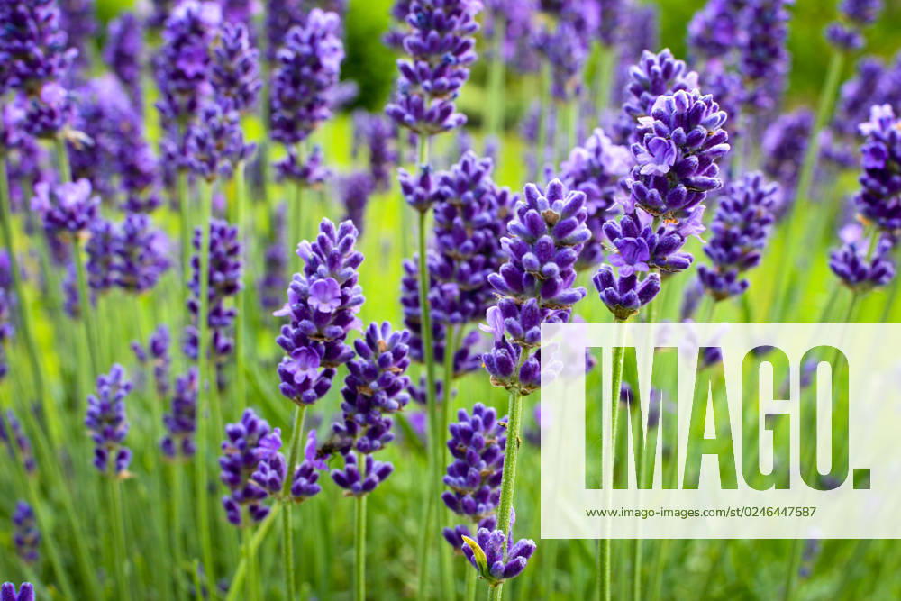 Lavendel, Schmalblaettriger Lavendel, Echter Lavendel (Lavandula angustifolia, Lavandula officinalis), bluehender Lavendel im Garten English lavender (Lavandula angustifolia, Lavandula officinalis), blooming lavender in a garden BLWS686046