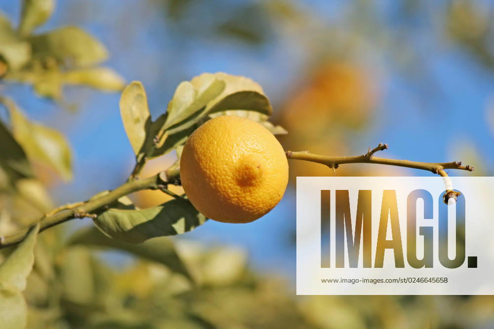 A fresh lemon on a tree
