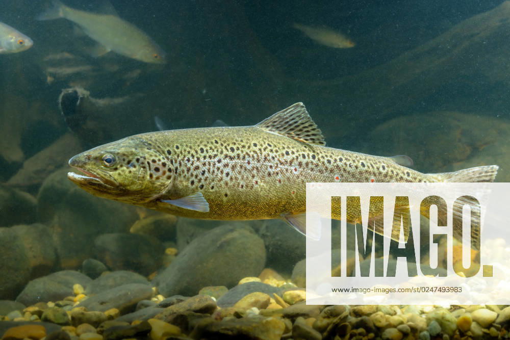 Bachforelle, Bach-Forelle, Steinforelle, Stein-Forelle (Salmo trutta fario), Rogner, Deutschland brown trout, river trout, brook trout (Salmo trutta fario), spawner, Germany BLWS679101