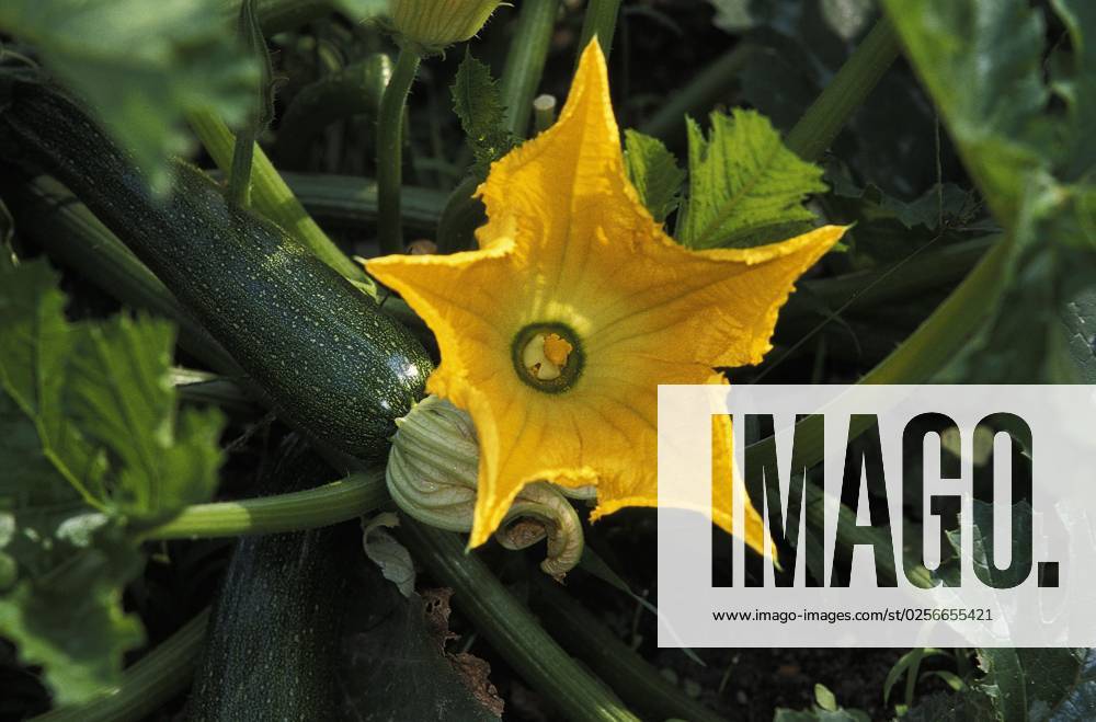 IMAGO Creative, Food, Zucchiniblüten Lange Zucchini oder lange Gartenkürbis (cucurbita pepo), mit Blüte