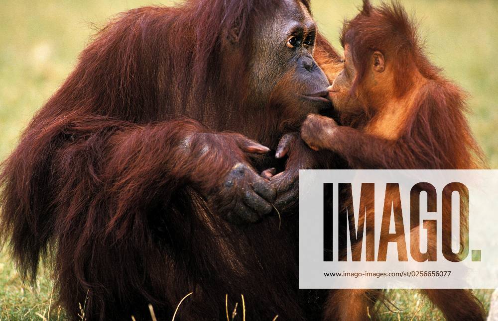 ORANG Borneo-Orang-Utan (pongo pygmaeus), MUTTER MIT BABY