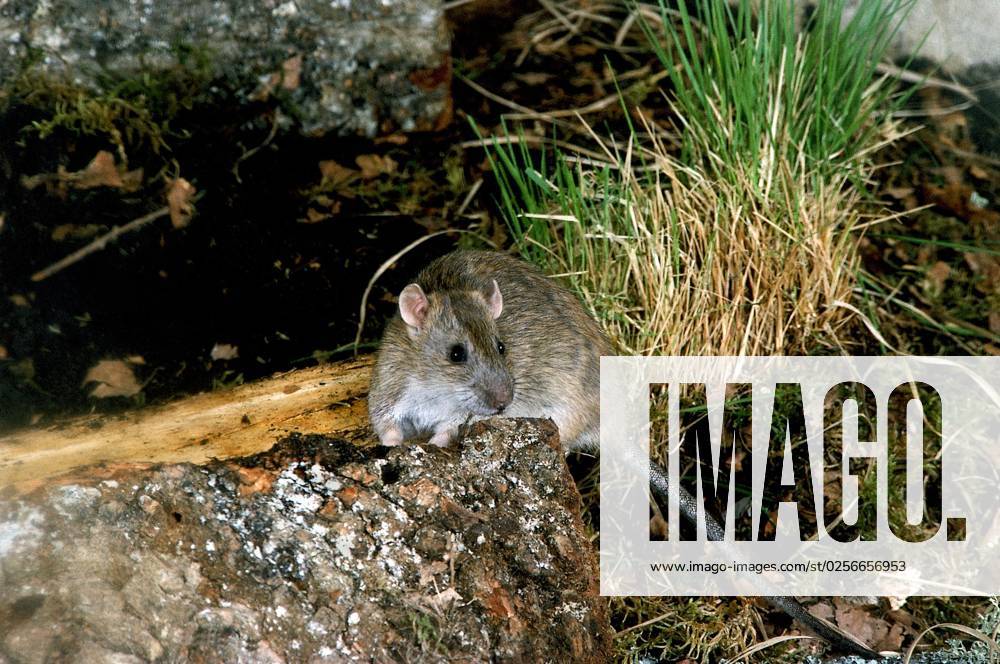Wanderratte (rattus norvegicus)