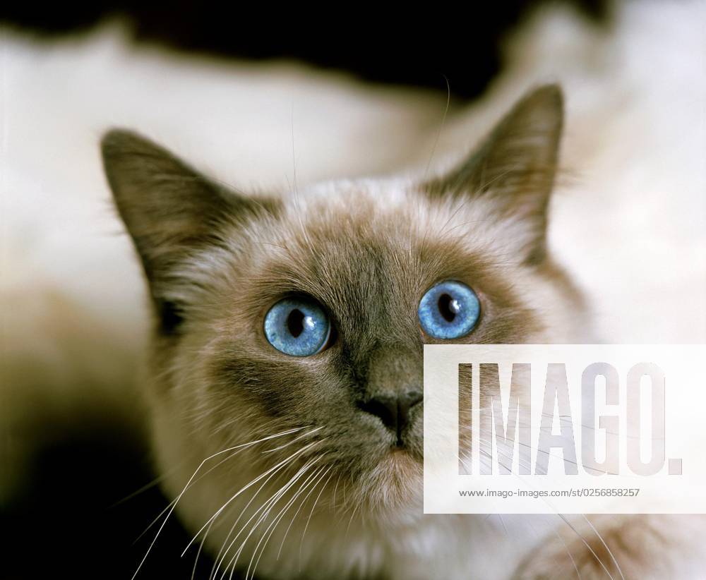 Birma Hauskatze, Portrait eines Erwachsenen mit blauen Augen