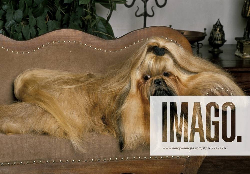 Shi Tzu Hund, Erwachsener mit langen Haaren auf dem Sofa liegend