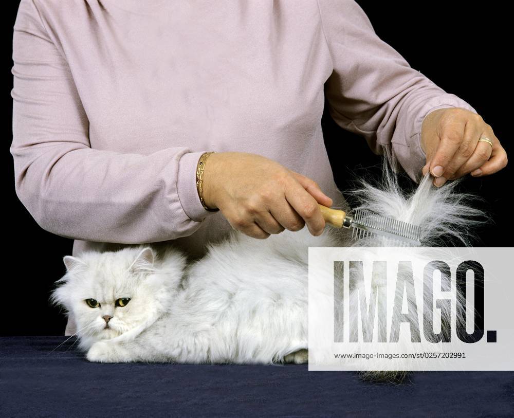 Frau mit weißer persischer Hauskatze