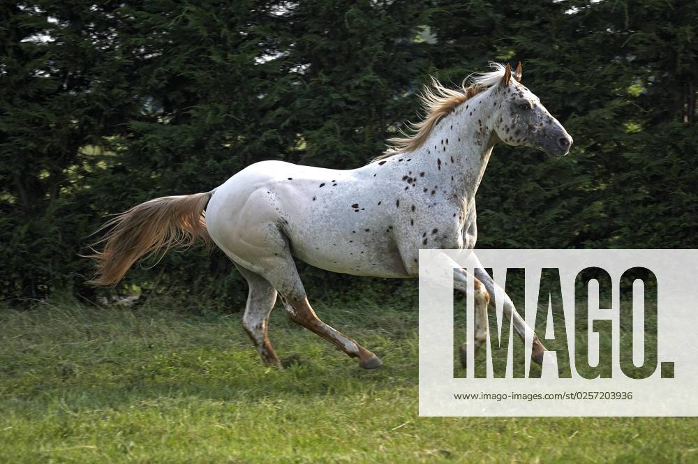 Appaloosa-Pferd, erwachsen Galoppierend durch Wiese