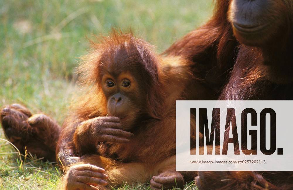 Orang Borneo-Orang-Utan (pongo pygmaeus), Mutter mit Jungen