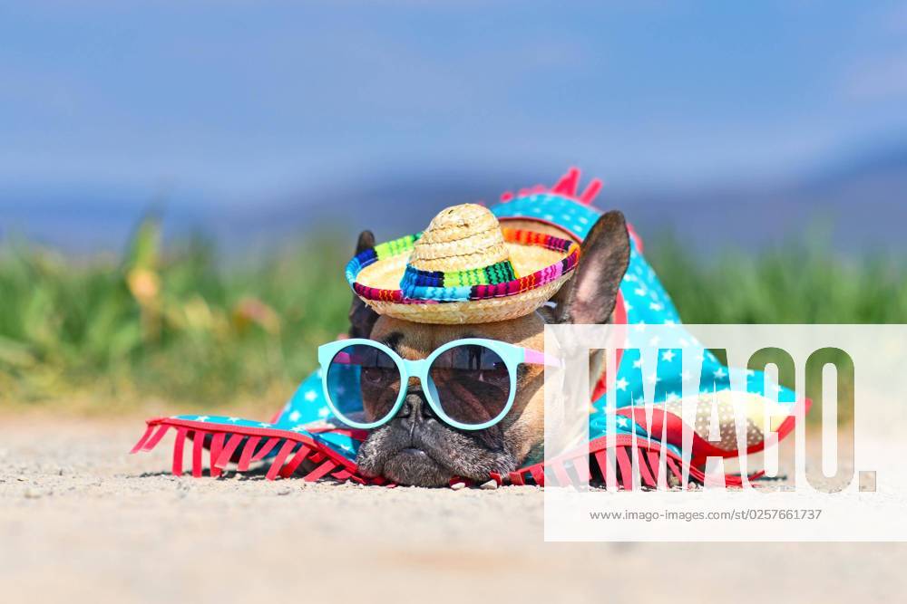 IMAGO Creative, Jahreszeit Sommer, Sonnenschutz Adorable französische Bulldogge Hund gekleidet mit Sonnenbrille, einem bunten Strohhut und Poncho Kleid auf dem Boden vor verschwommenen Wiese im Sommer liegen