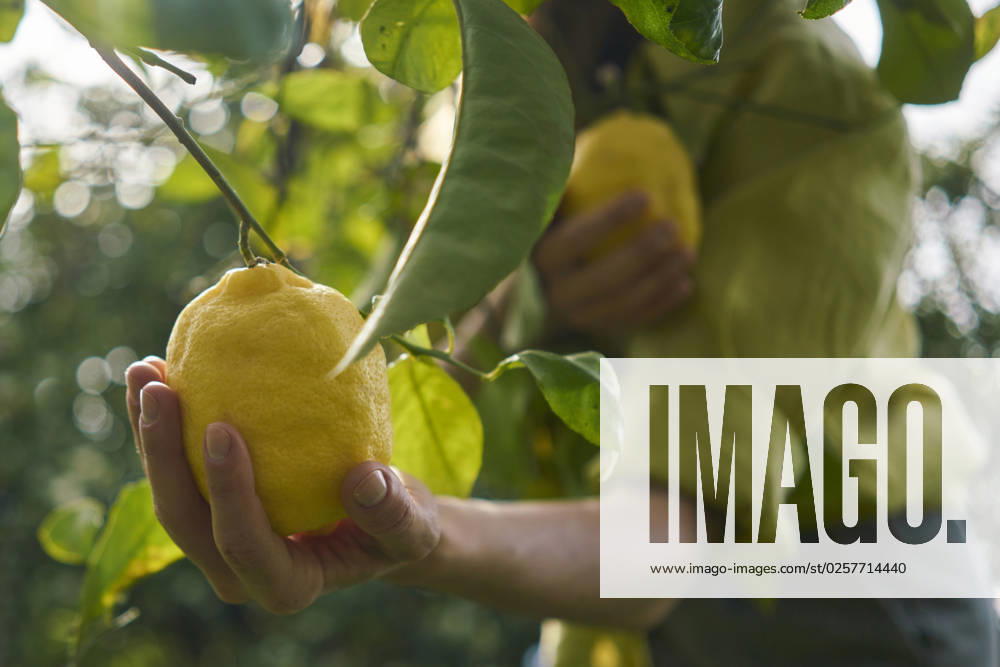 Woman picking fresh lemons from tree at orchard model released, Symbolfoto property released, ANNF00204