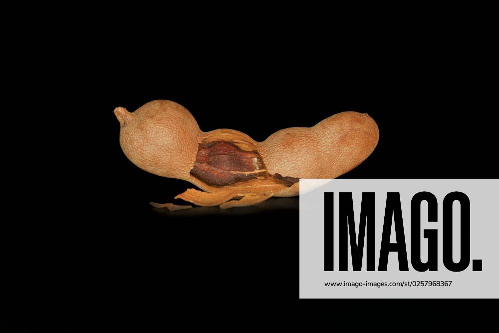 Aufgebrochene Tamarinde (Tamarindus indica) (auch Sauerdattel), Schote des Tamarindenbaums, Foodfotografie mit schwarzem Hintergrund