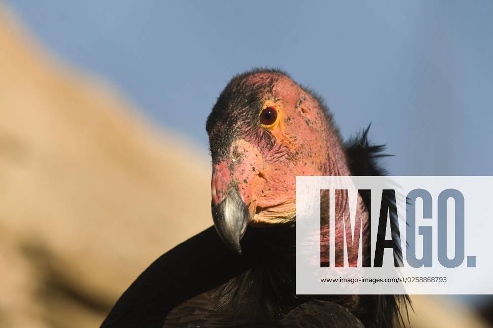 Kalifornischer Kondor (Gymnogyps californianus), Kalifornische Kondore, Geier, Greifvögel, Tiere, Vögel, California Condor adult, close-up of head, Arizona (U.) S. A. april