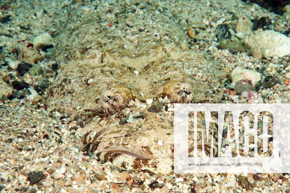 Krokodilfisch, Rotes Meer, Teppich-Krokodilfisch (Papilloculiceps longiceps)