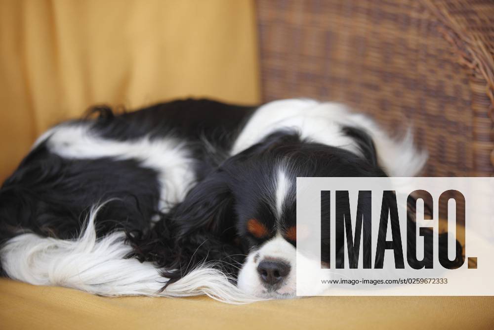 Cavalier King Charles Spaniel, dreifarbig