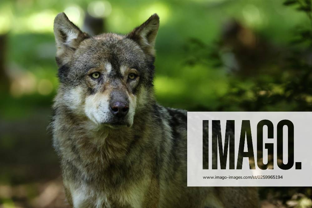 Europäischer Wolf (Canis lupus) im Wald, Tierporträt, Frankreich, Europa