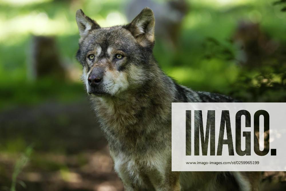 Europäischer Wolf (Canis lupus) im Wald, Tierporträt, Frankreich, Europa
