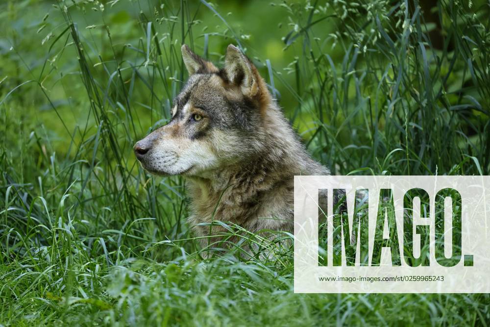 Europäischer Wolf (Canis lupus) liegt in einer Wiese, Tierporträt, Frankreich, Europa