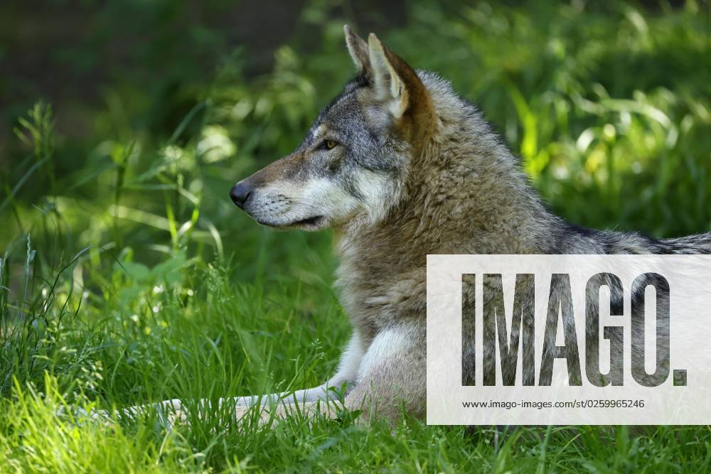 Europäischer Wolf (Canis lupus) liegt in einer Wiese, Tierporträt, Frankreich, Europa