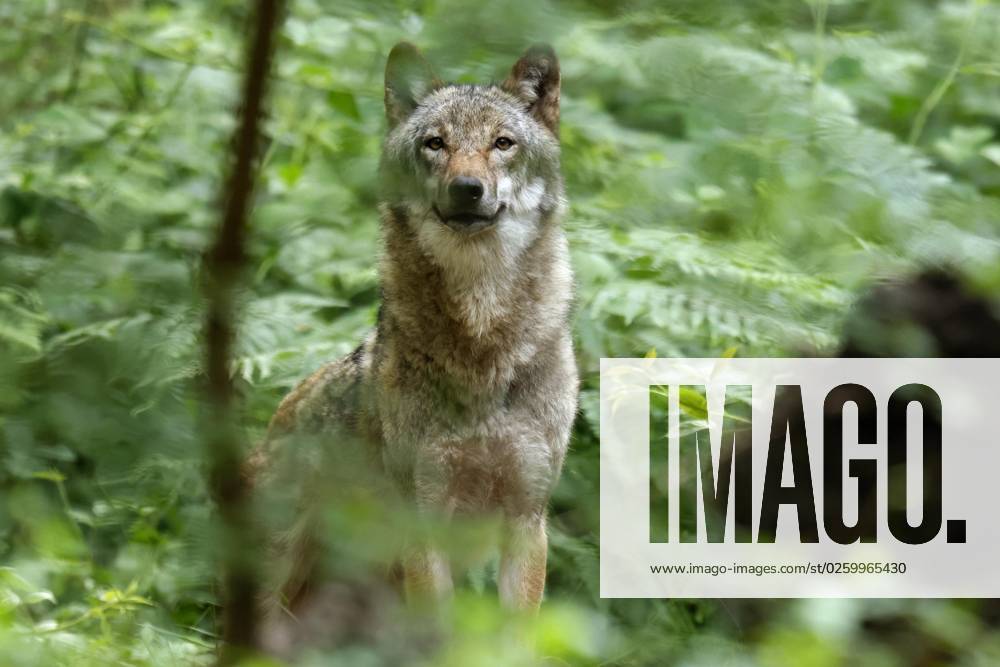 Europäischer Wolf (Canis lupus) Tierporträt, Deutschland, Europa