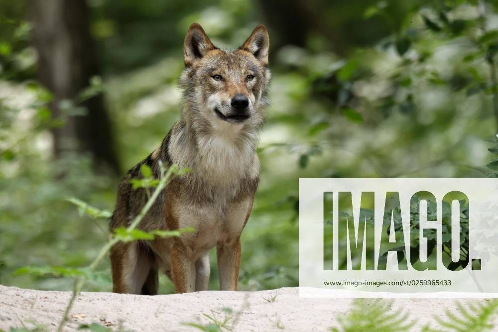 Europäischer Wolf (Canis lupus) Tierporträt, Deutschland, Europa