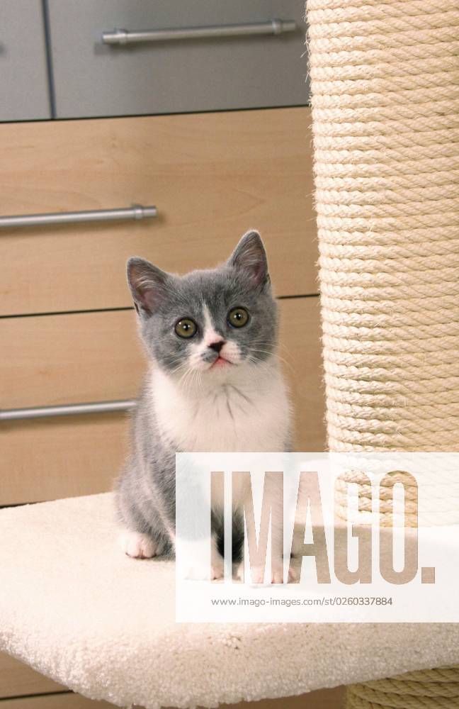 British Shorthair Cat, kitten, blue-white, Britische Kurzhaarkatze, Kätzchen, blau-weiß, auf Katzenbaum, Säugetiere, mammals, animals, Hauskatze, domestic cat, Haustier, Heimtier, pet, Rassekatzen, innen, Jungtier, young, Welpe, freistellbar, Blickkontakt, eye-contact, frontal, head-on, von vorne, sitzen, sitting