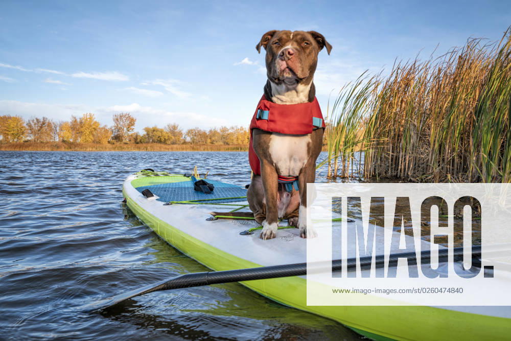 Pit bull dog on stand up paddleboard Pit bull terrier dog in a life jacket on an inflatable stand up paddleboard, fall in northern Colorado, travel and vacation with your pet concept