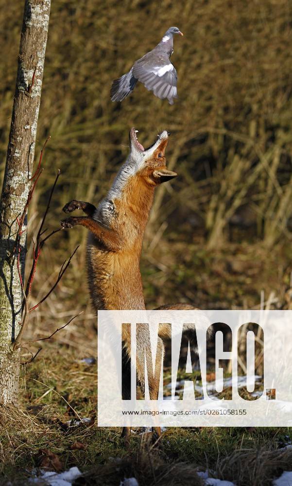 Rotfuchs (vulpes vulpes), Weibchen jagend Ringeltaube, columba palumbus, Normandie
