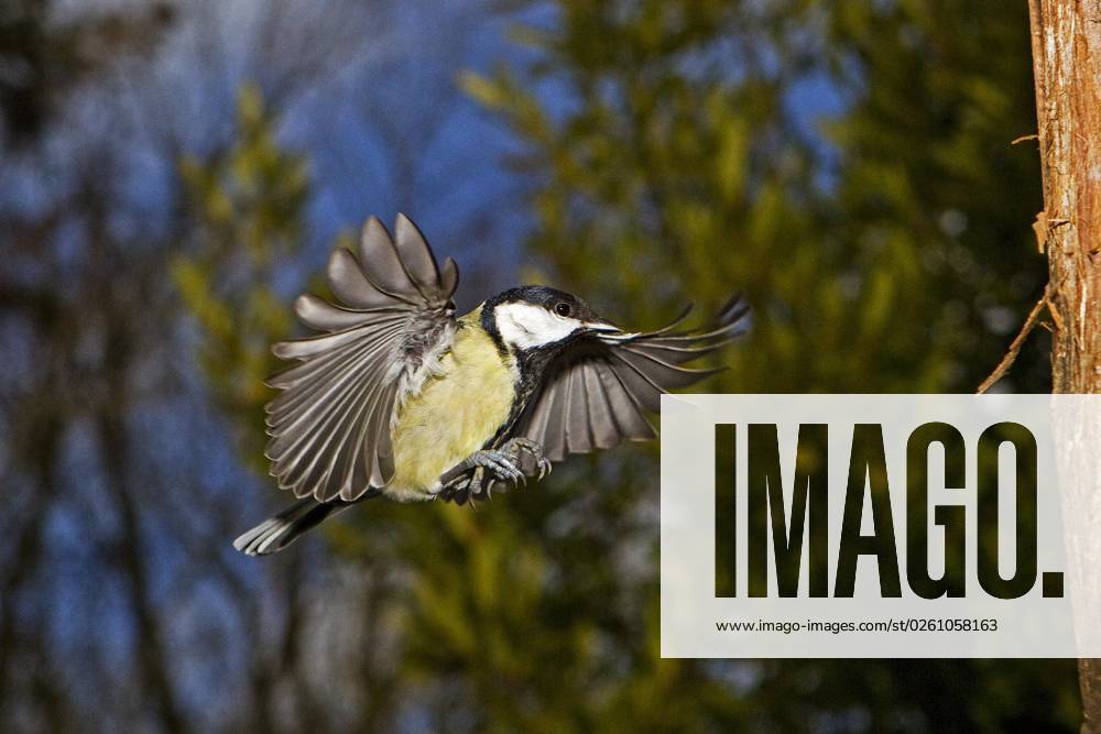 Kohlmeise (parus major), Männchen im Flug, Normandie
