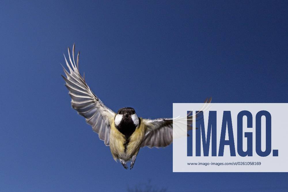Kohlmeise (parus major), Weibchen im Flug, Normandie