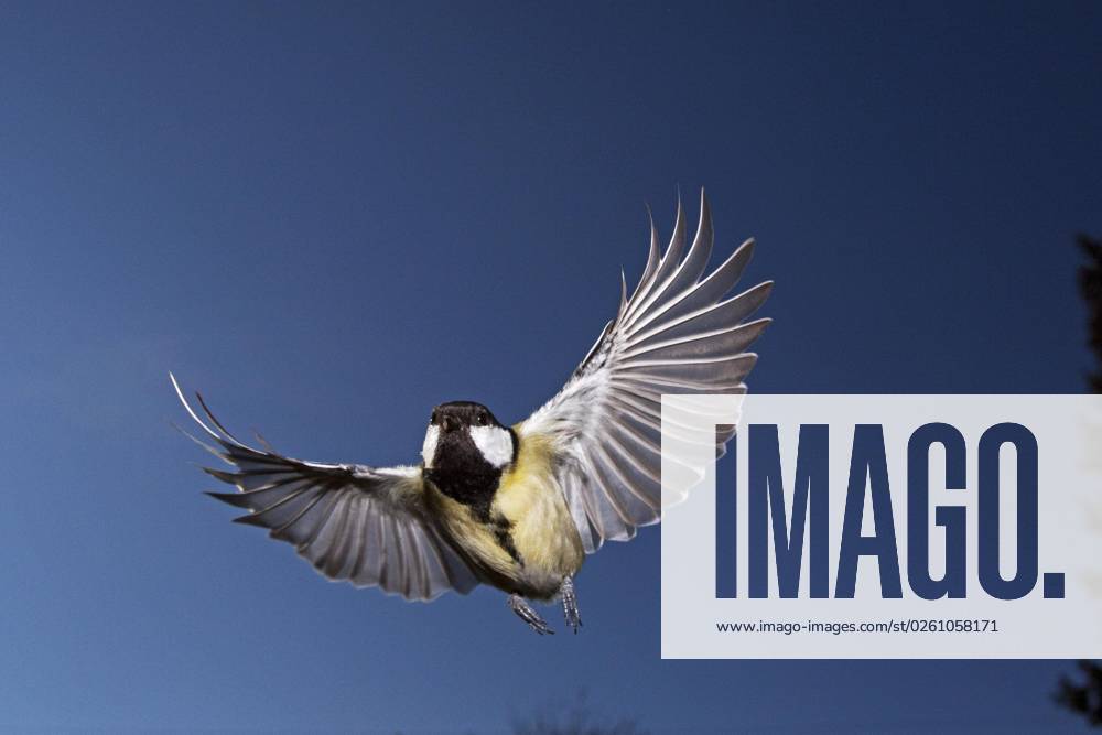 Kohlmeise (parus major), Weibchen im Flug, Normandie