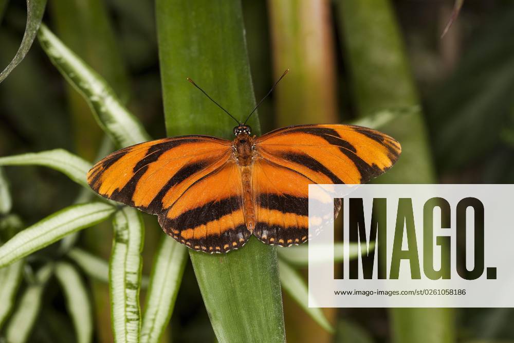 Eueides Schmetterling, eueides isabella