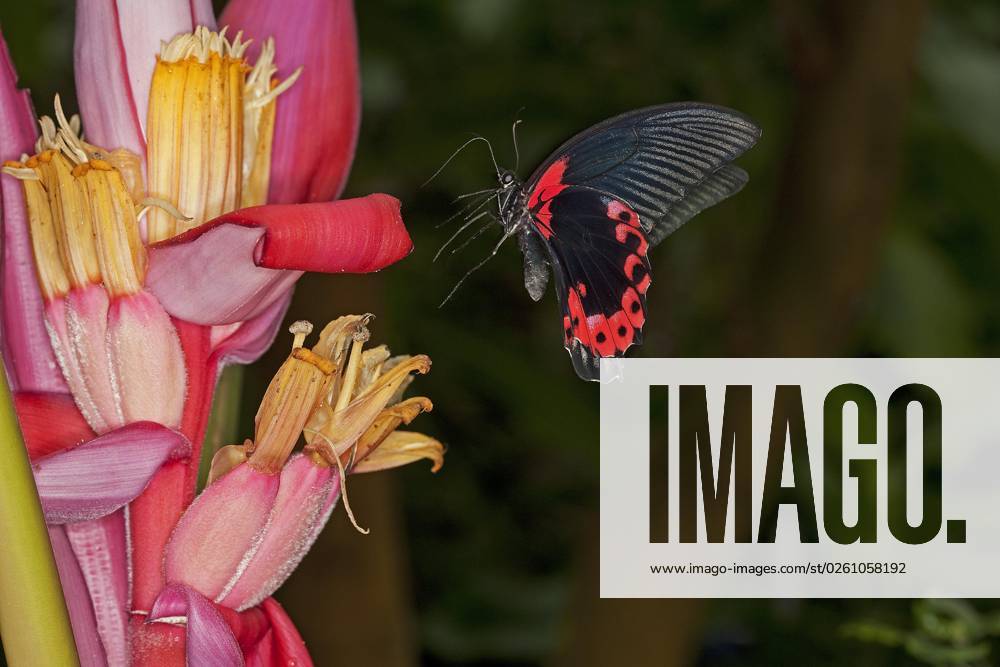 Scharlachroter Mormonenfalter, papilio rumanzovia, Erwachsene Sammlung auf Blüte