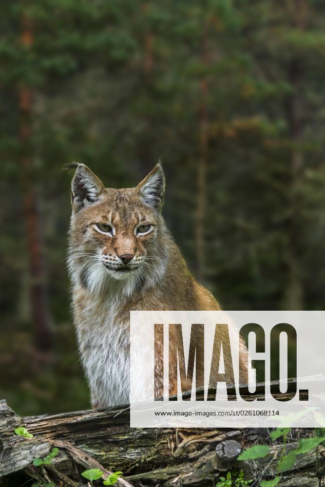 Ostsibirischer Luchs (Lynx lynx wrangeli) (Lynx lynx cervaria) im Wald, Unterart des Eurasischen Luchses, beheimatet im russischen Fernen Osten