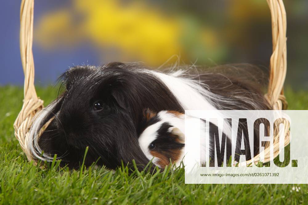 Sheltie-Meerschweinchen, schwarz-weiß, und Jungtier, Schildpatt mit weiß, Peruanisches Seidentier