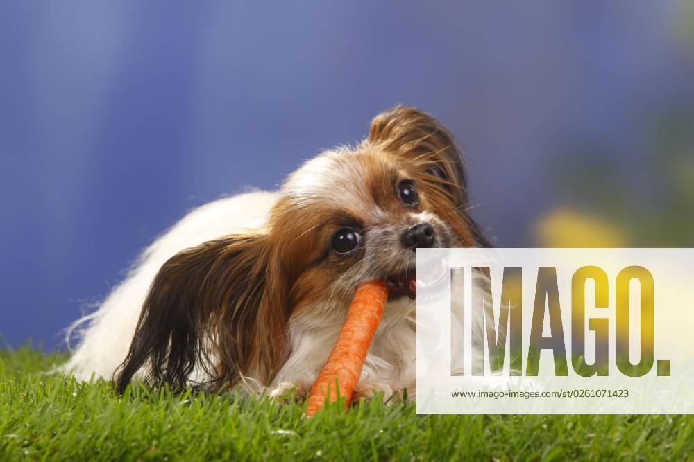 Papillon, Schmetterlingshündchen, Kontinentaler Zwergspaniel, Möhre, Karotte