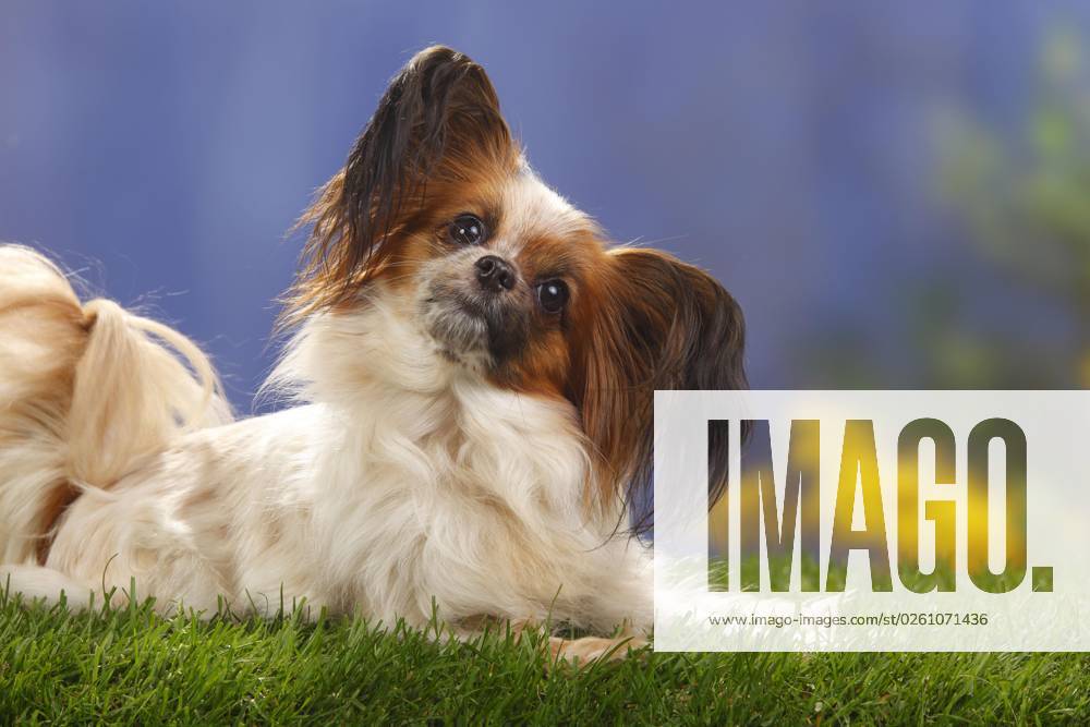 Papillon, Schmetterlingshündchen, Kontinentaler Zwergspaniel