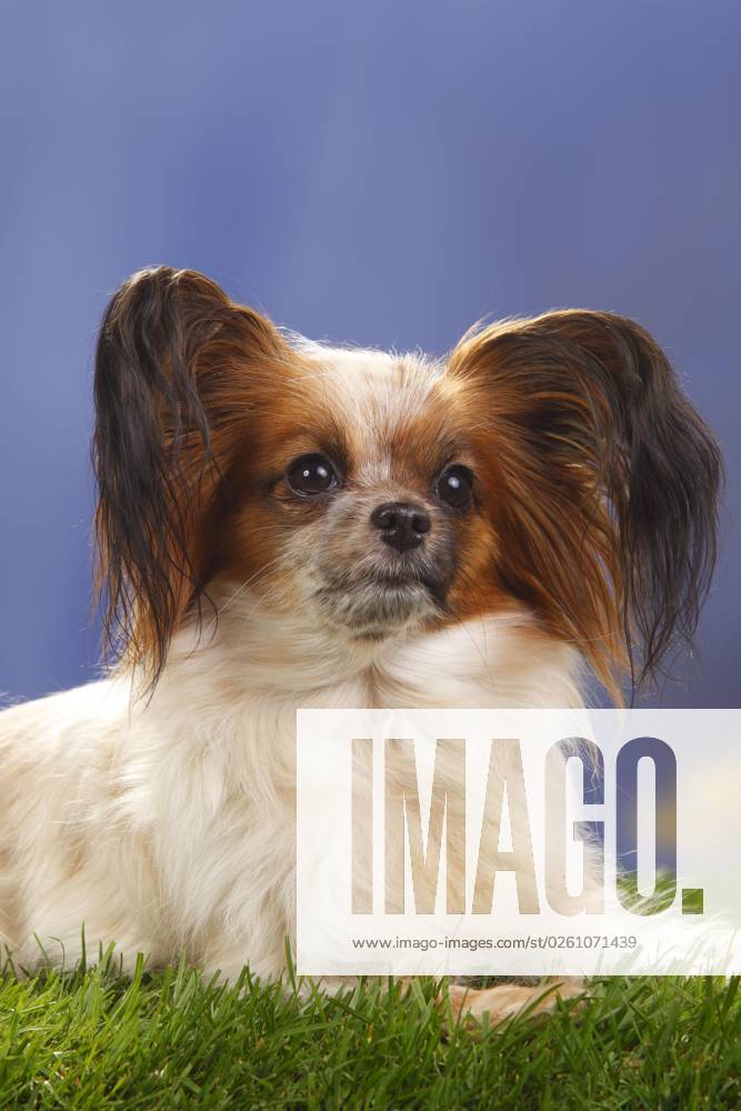 Papillon, Schmetterlingshündchen, Kontinentaler Zwergspaniel