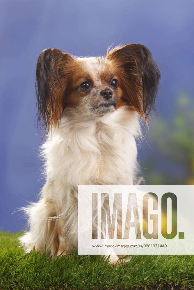 Papillon, Schmetterlingshündchen, Kontinentaler Zwergspaniel