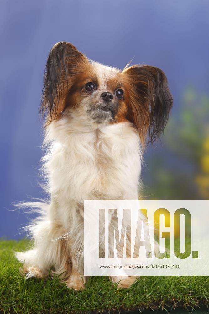 Papillon, Schmetterlingshündchen, Kontinentaler Zwergspaniel