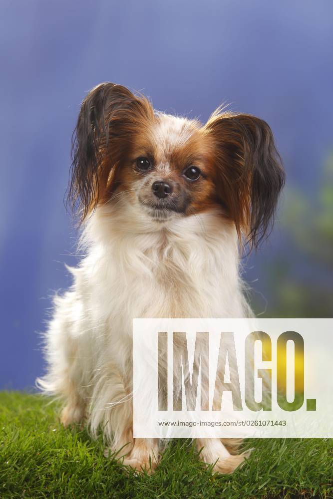 Papillon, Schmetterlingshündchen, Kontinentaler Zwergspaniel