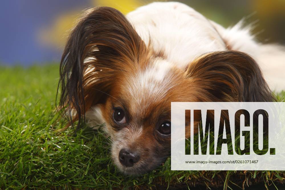 Papillon, Schmetterlingshündchen, Kontinentaler Zwergspaniel