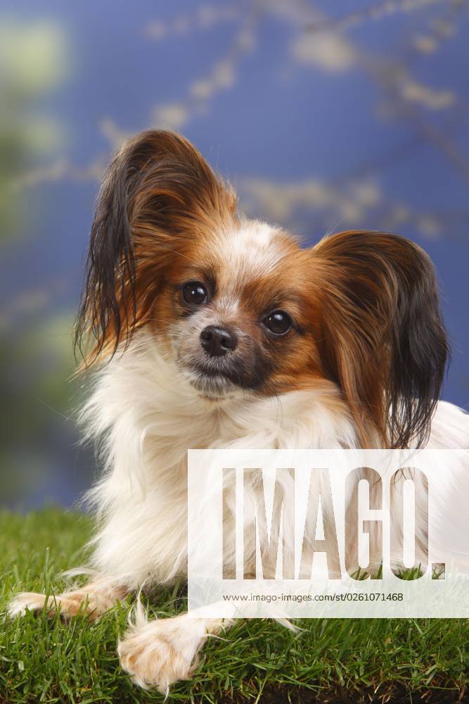 Papillon, Schmetterlingshündchen, Kontinentaler Zwergspaniel