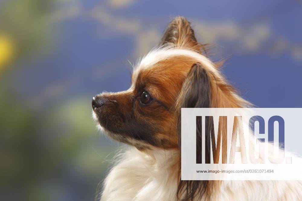 Papillon, Schmetterlingshündchen, Kontinentaler Zwergspaniel, seitlich, Profil