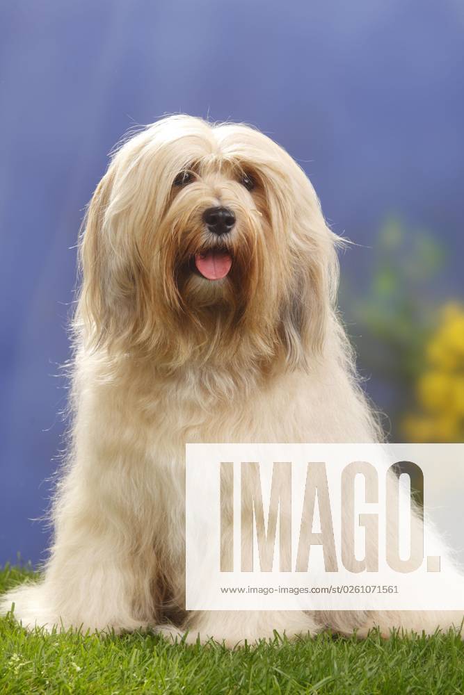 Tibetischer Terrier