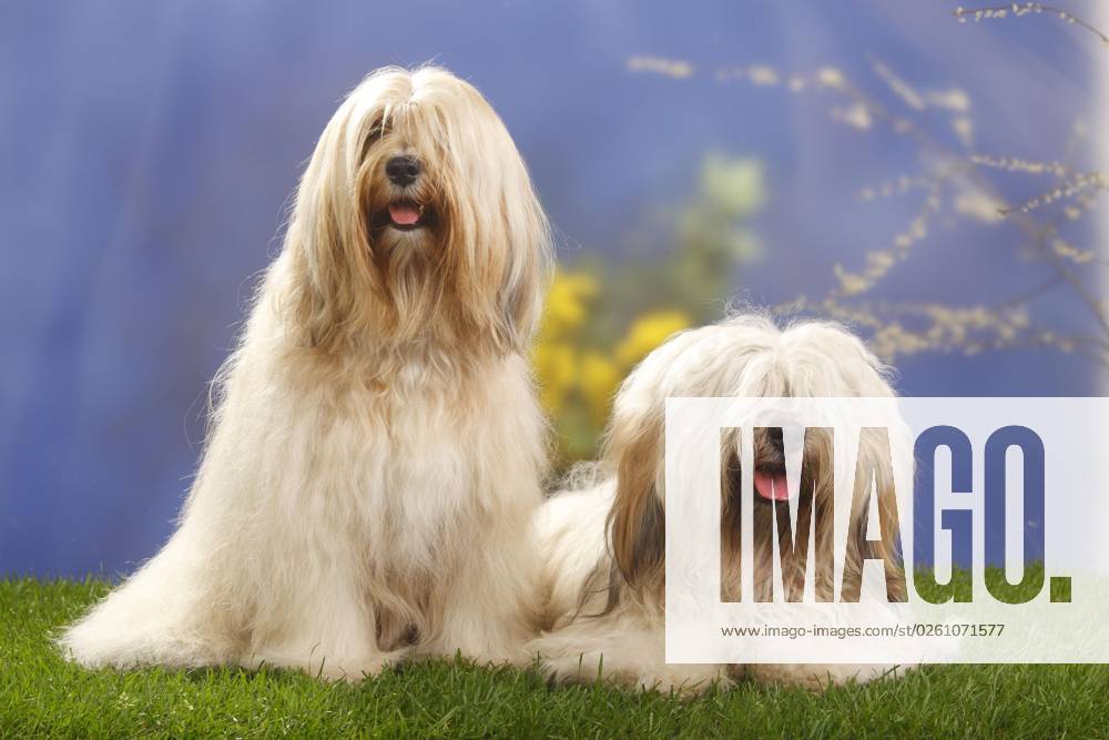 Paar, Tibetterrier
