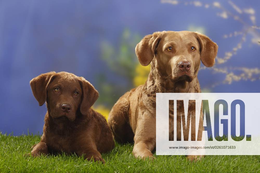 Chesapeake Bay Retriever mit Welpe, 14 Wochen