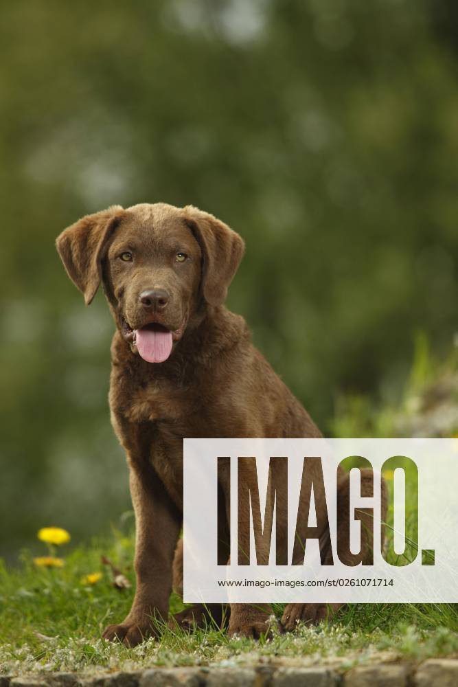 Chesapeake Bay Retriever, Welpe, 14 Wochen