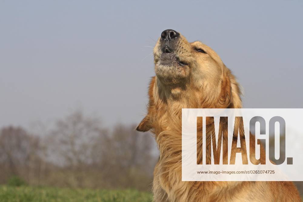 Golden Retriever Porträt, Kopfaufnahme. Golden Retriever bellt. Im Hintergrund blaür Himmel
