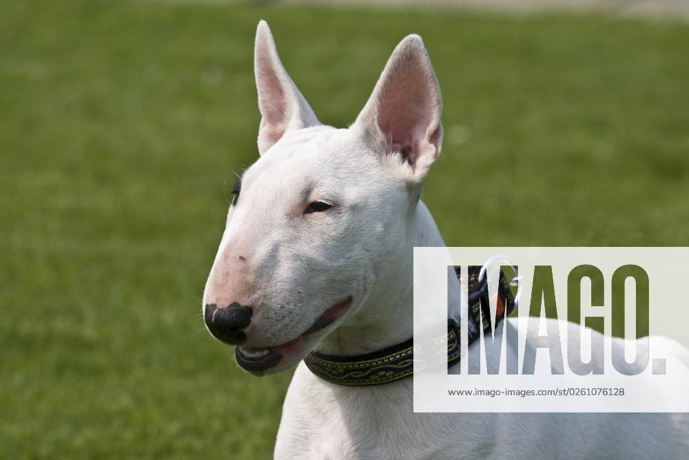 Miniature Bullterrier, Porträt, Kopfaufnahme