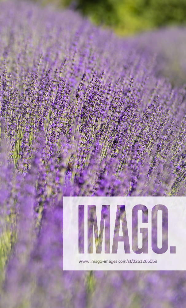 Die Farbe Lila - Blütenpracht in der Provence. Ab Ende Juni Anfang Juli beginnen die Lavendelfelder in der südfranzösischen Provence in verschiedenen Lila-Tönen zu blühen. Die ungewöhnliche Farbenpracht wie hier unweit von Sault fasziniert jedes Jahr Besucher aus aller Welt. Geerntet werden die Lavendelblüten im August. Das Lavendel-Öl wird zur Herstellung von Seifen und Waschmittel sowie für die industrielle Parfümherstellung genutzt. Sault Provence Frankreich