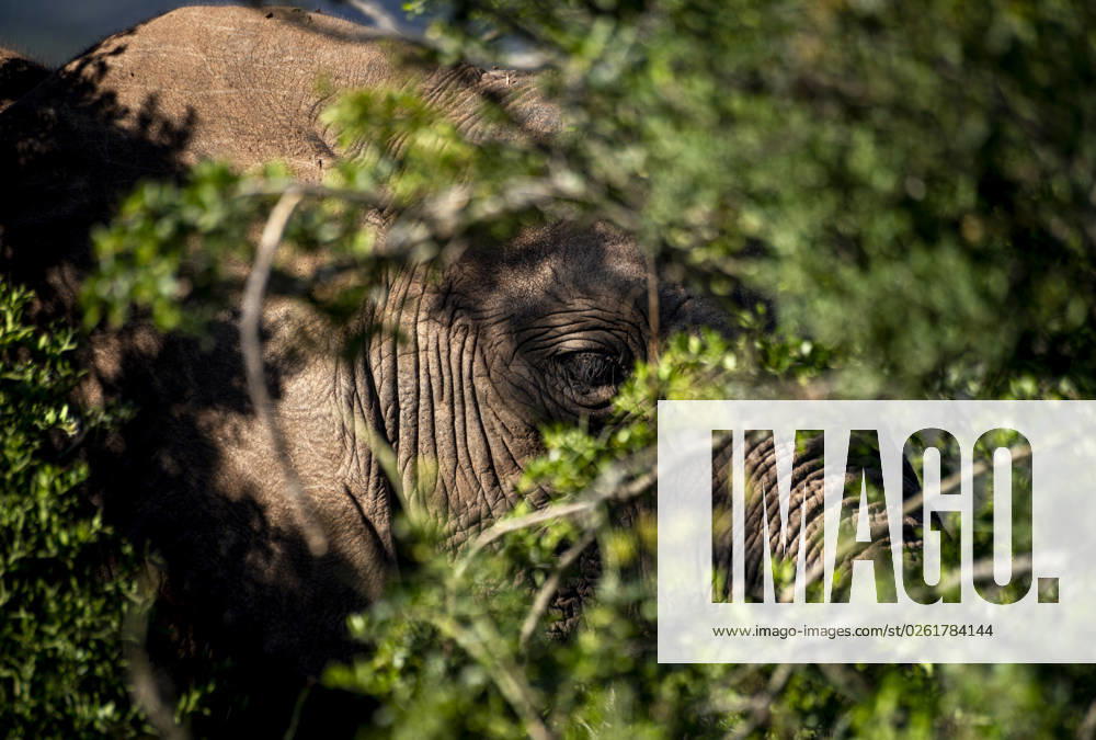 Südafrika: Elefant in freier Wildbahn. Ein Elefant scheint sich im Grün eines südafrikanischen Nationalparks zu verstecken. Die Beobachtung von Wildtieren gehört zu den touristischen Höhepunkten bei Reisen durch das Land. Kapstadt Western Cape Südafrika